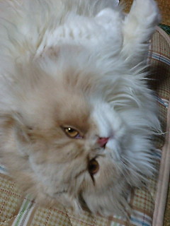 �R���R���Ɓc