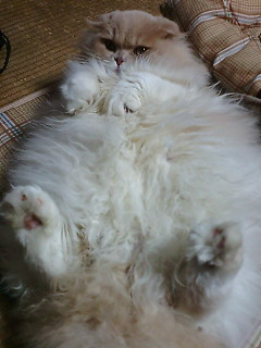 �����Ă���킯�ł͂Ȃ��c