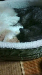 �ꏏ�ɐQ�Ă��܂����B