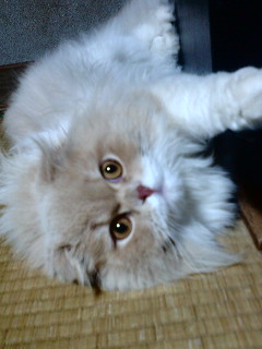 �ʂ�(*�L�t�M*)