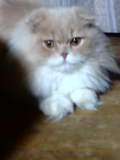 �����O�X�R�e�B�b�V���Ȃ̂�