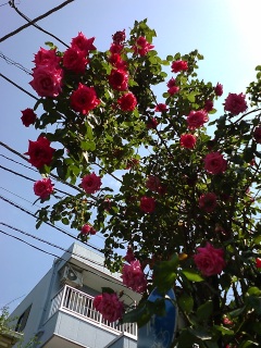 �̂悭����������