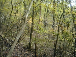 ���x�̓V���W��T���Ɂc