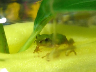 �����邿���