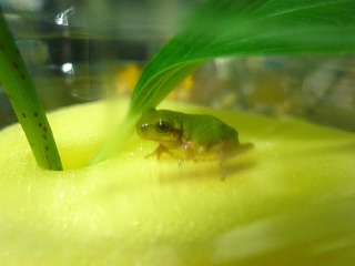 �����邿���