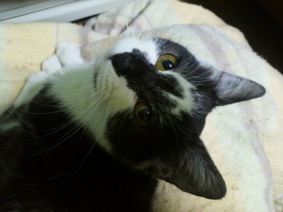 �e�ɓ�����