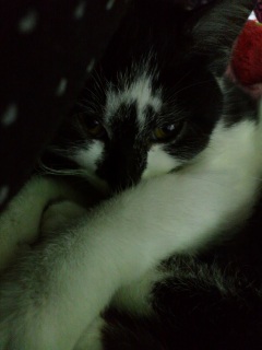 ������Ɩ�����