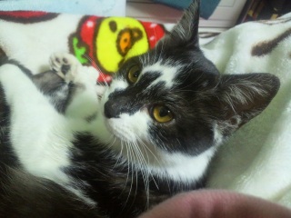 �����̃`�R�����