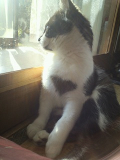 �����̃`�R�����