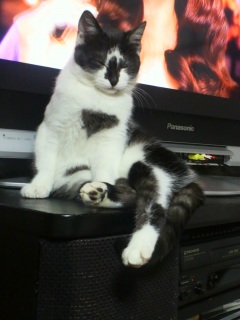 �����̃`�R�����