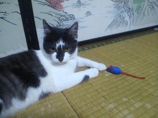 �l�Y�~�̃I���`��