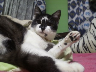 �����̃`�R�����