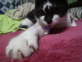 �����̃`�R�����