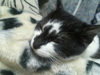 �����̃`�R�����