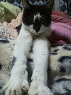 �����͕a�@