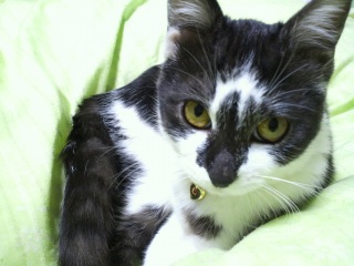 �����̃`�R�����