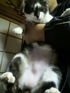 �������L���C�I