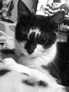 ���m�N���B�e��