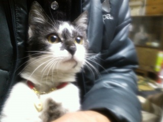 �����̃`�R�����