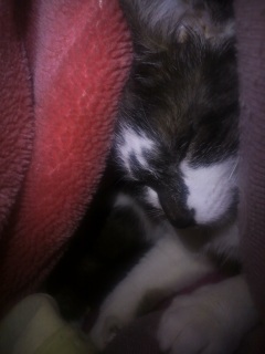 �����̃`�R�����