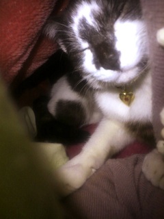 �����̃`�R�����