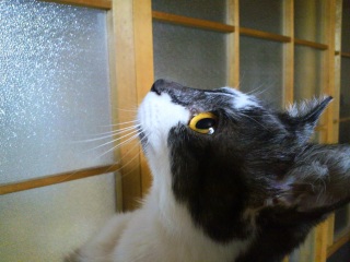 �����̃`�R�����