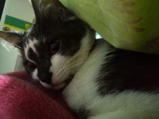 �����̃`�R�����