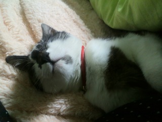 �O�[�X�J�s�[