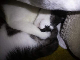 �����̃`�R�����