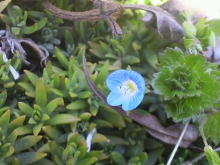 �������ʂ̂ӂ���