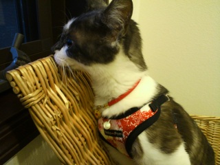 �����̃`�R�����