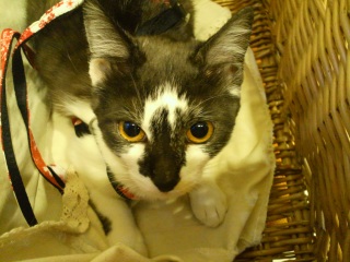 ���̊ԕa�@�s������