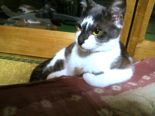 �����̃`�R�����