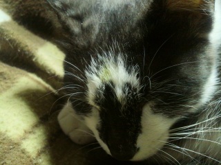 �����̃`�R�����