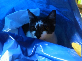 �����̃`�R�����