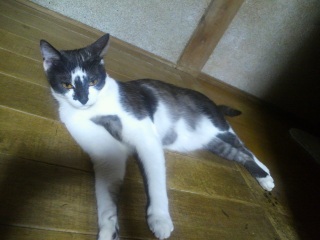 �����̃`�R�����