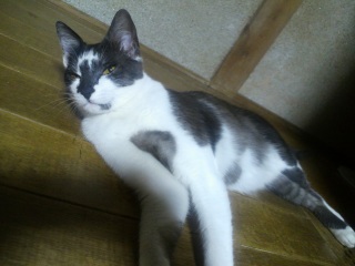 �����̃`�R�����A