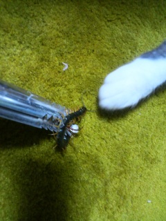 ���J�fvs�`�R�����