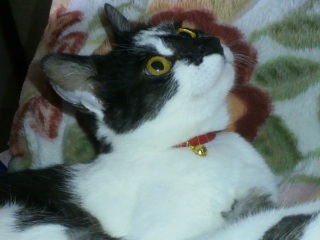 �����̃`�R�����1