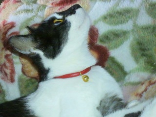 �����̃`�R�����Q