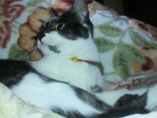 �����̃`�R�����R