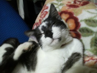 �����̃`�R�����V