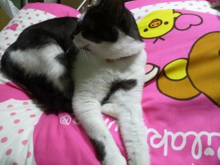 �����̃`�R�����