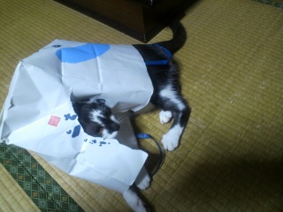 �ܑ�D���@(���ܕ�)