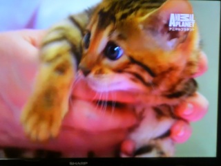 �A�j�}���v���l�b�g