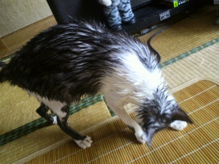 �V�����v�[