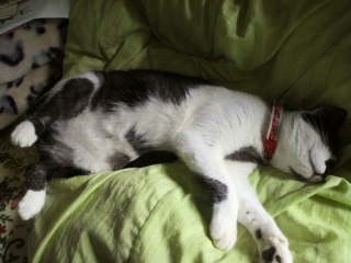 �����̃`�R�����