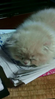 �ʂ�(*�L�t�M*)