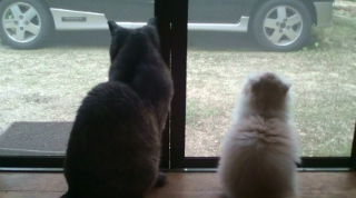 �J�C�����C