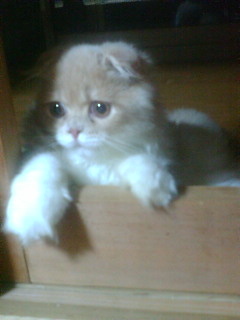 ���ӂ��ӑ�2�i(*�L�t�M*)